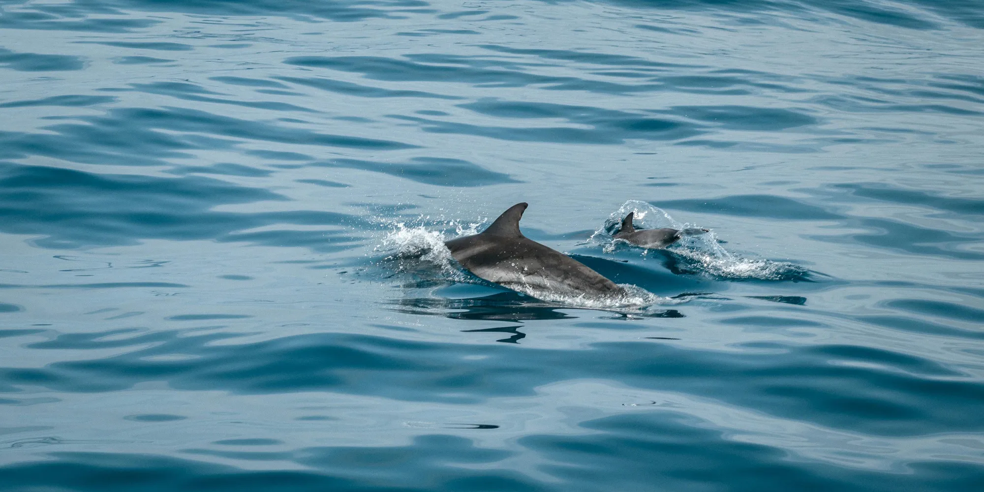 Excursiones con delfines La Palma