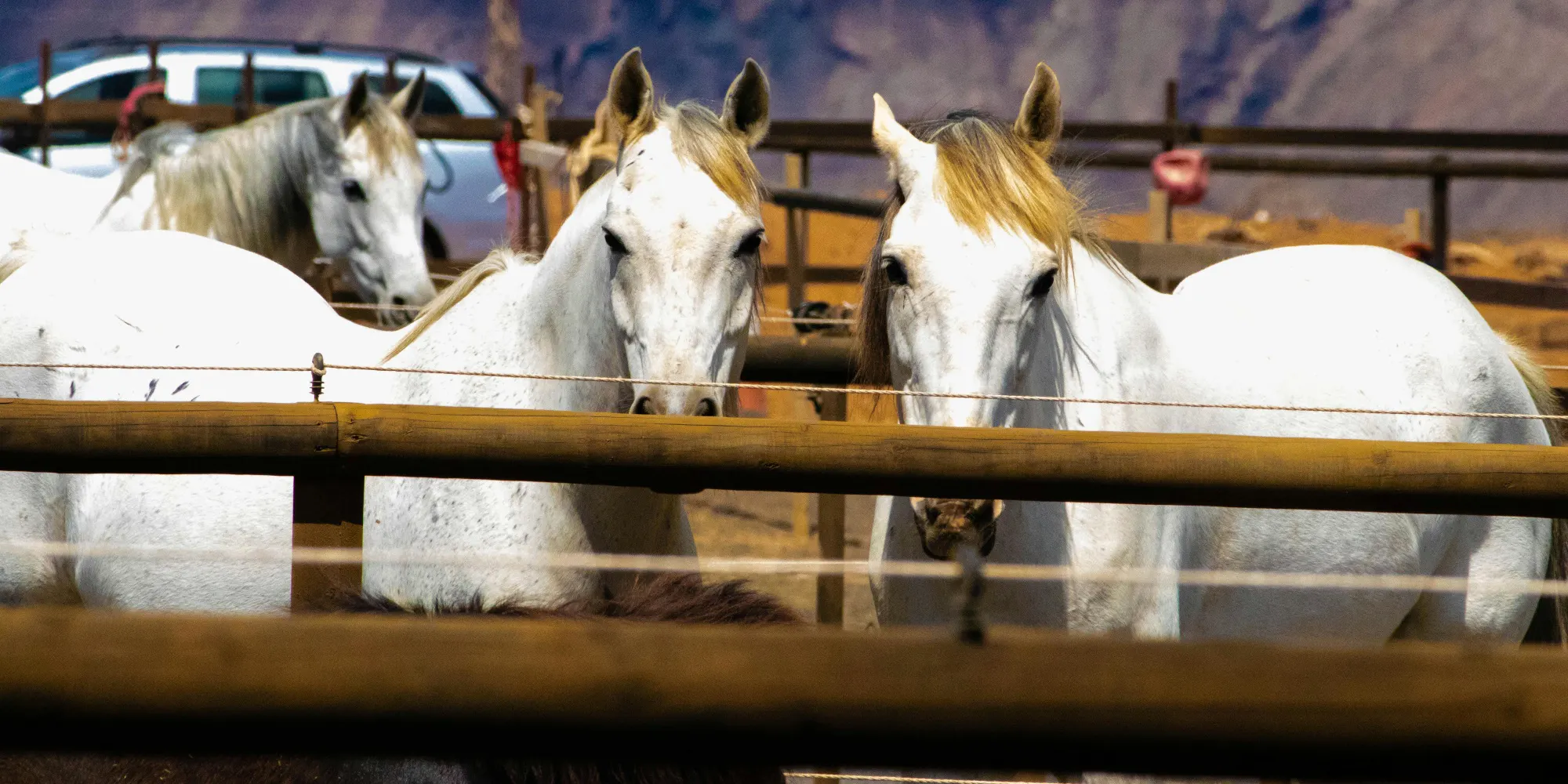 Rutas a caballo La Palma