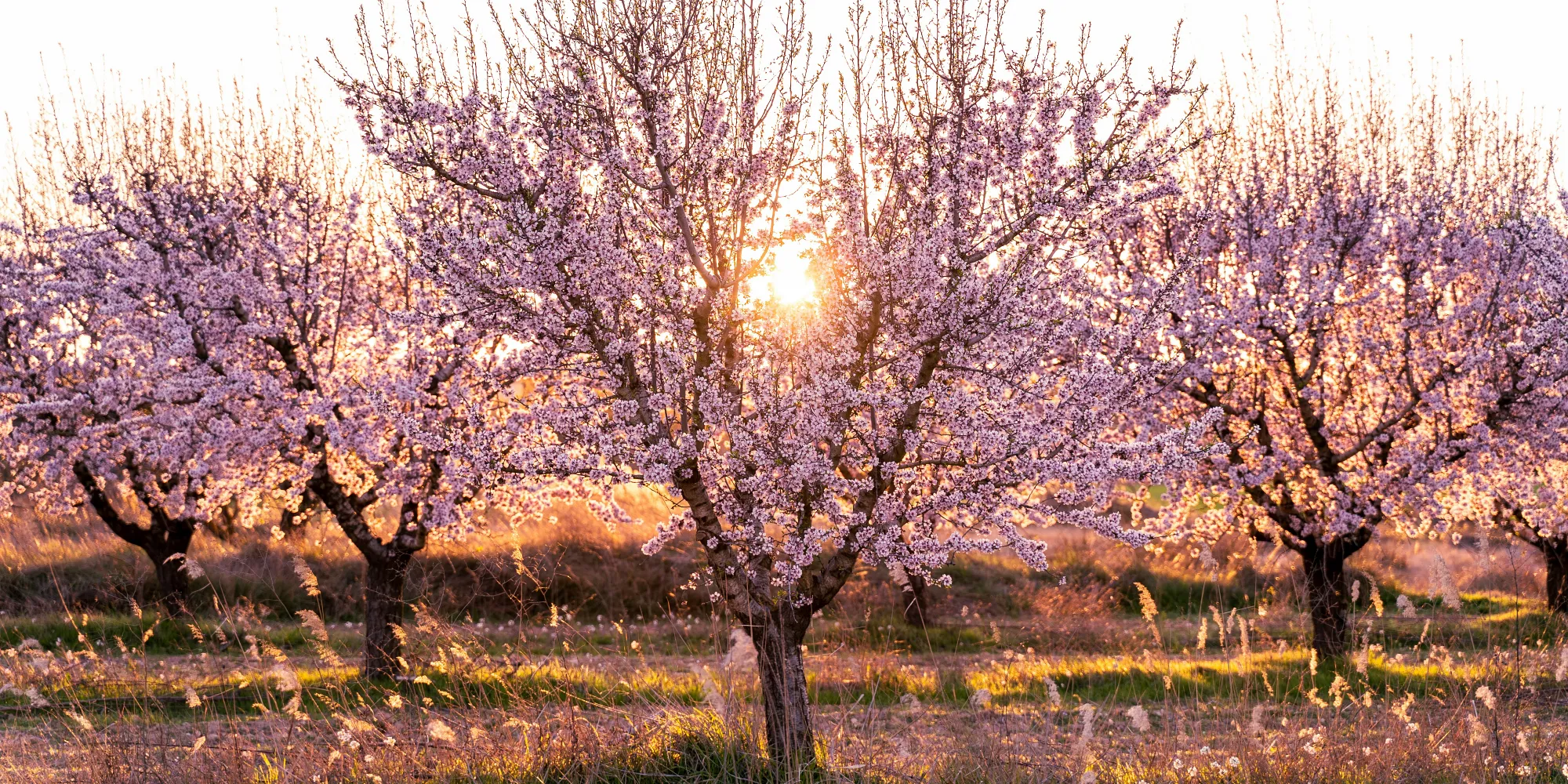 Almond blossom La Palma