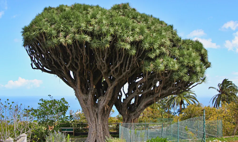 Dragon Tree Breña Alta La Palma