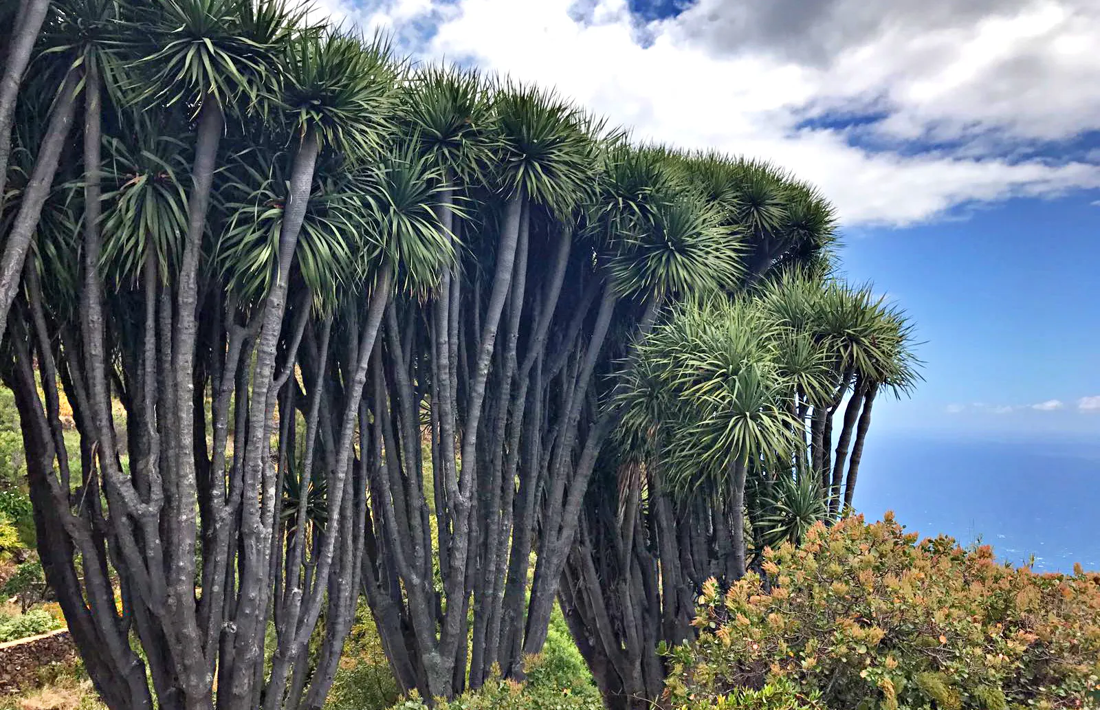 Dragon Trees Las Tricias La Palma