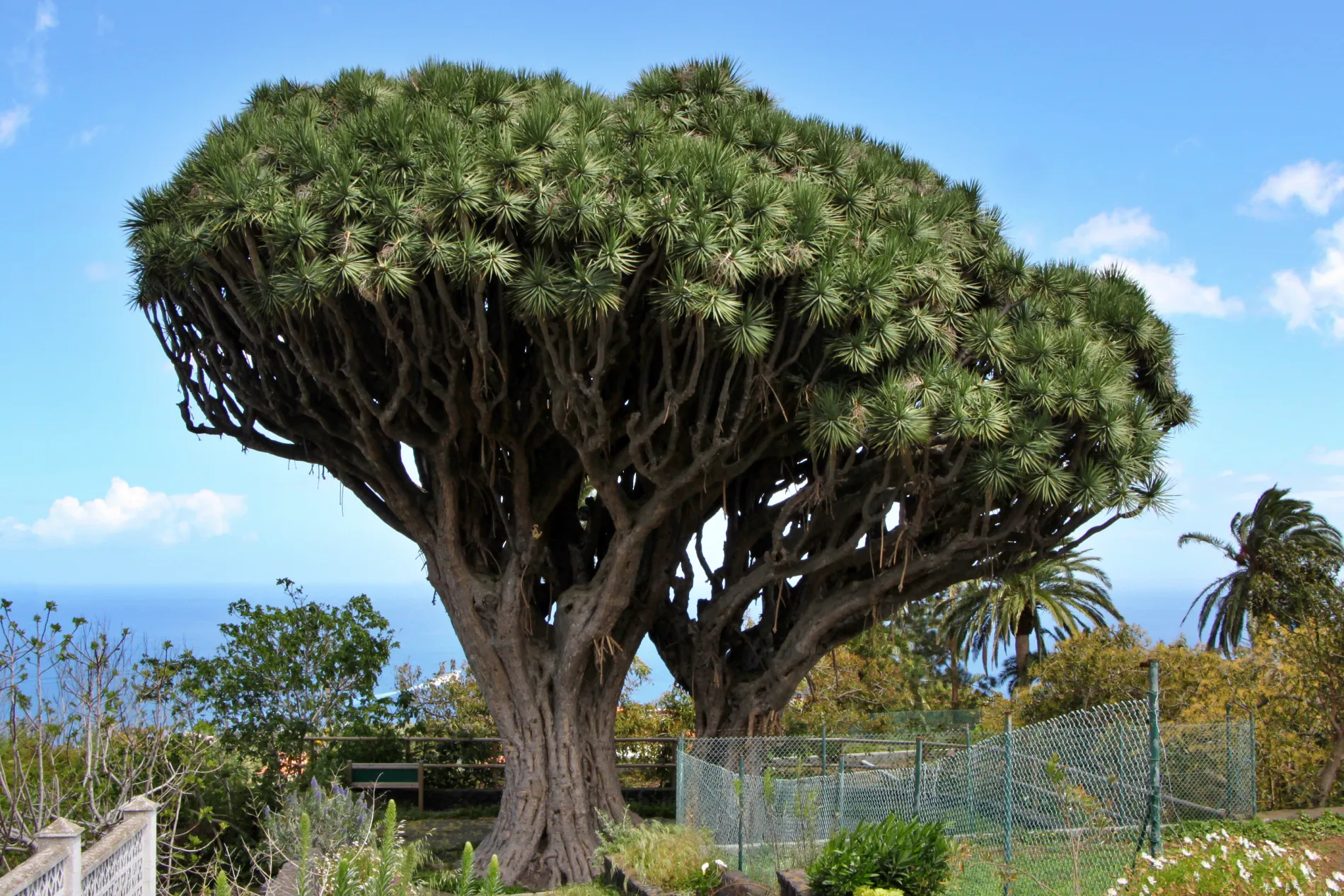 Drago de Breña Alta La Palma