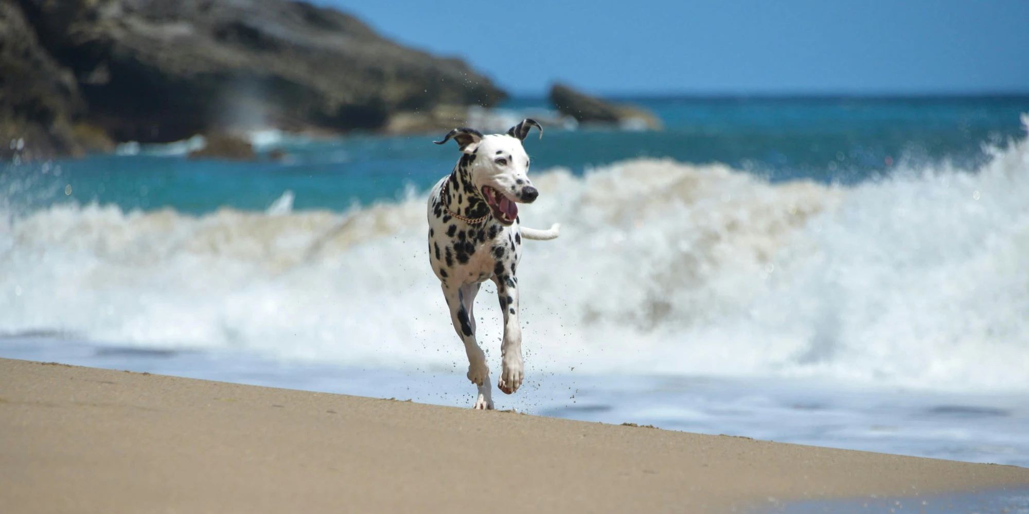 Vacaciones con perro España