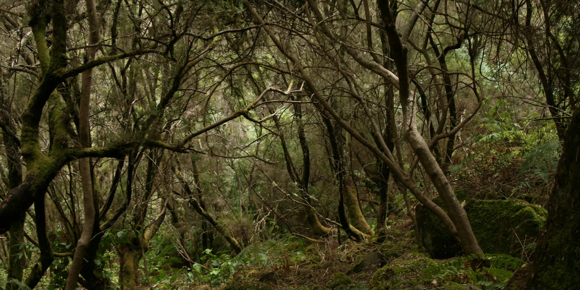 Los Tilos La Palma