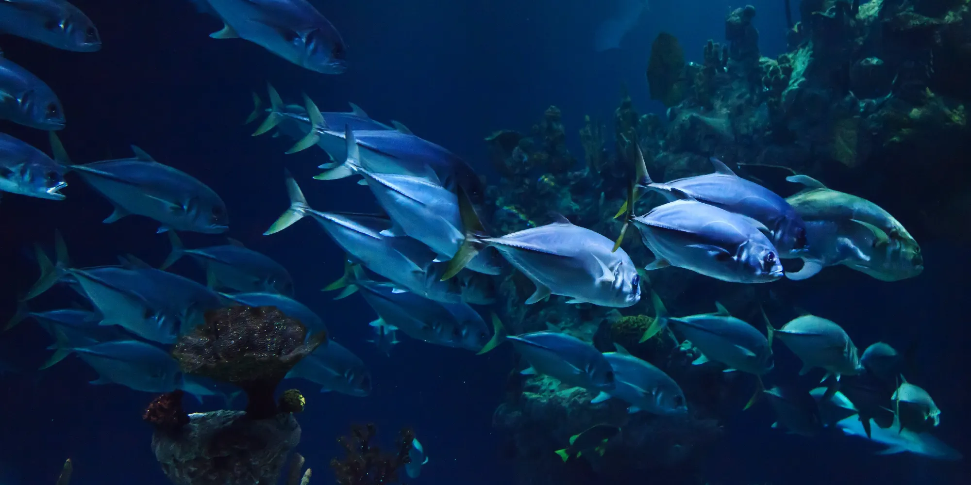 Buceo en La Palma