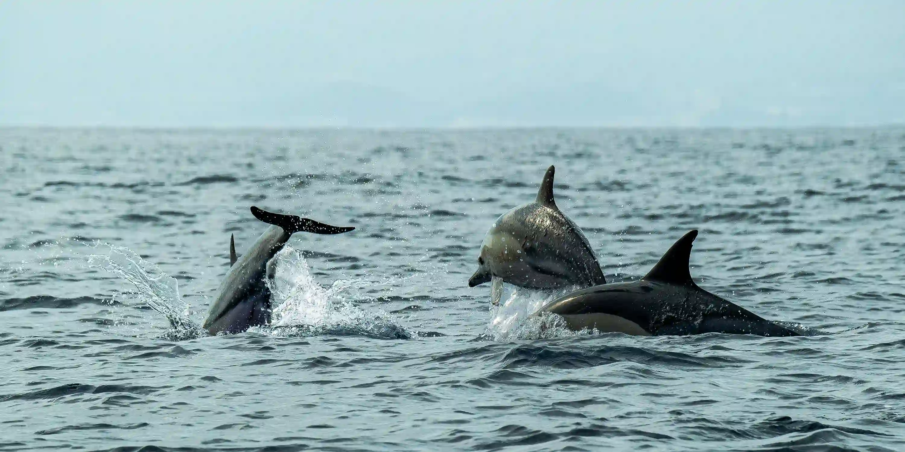 Excursiones Delfines La Gomera
