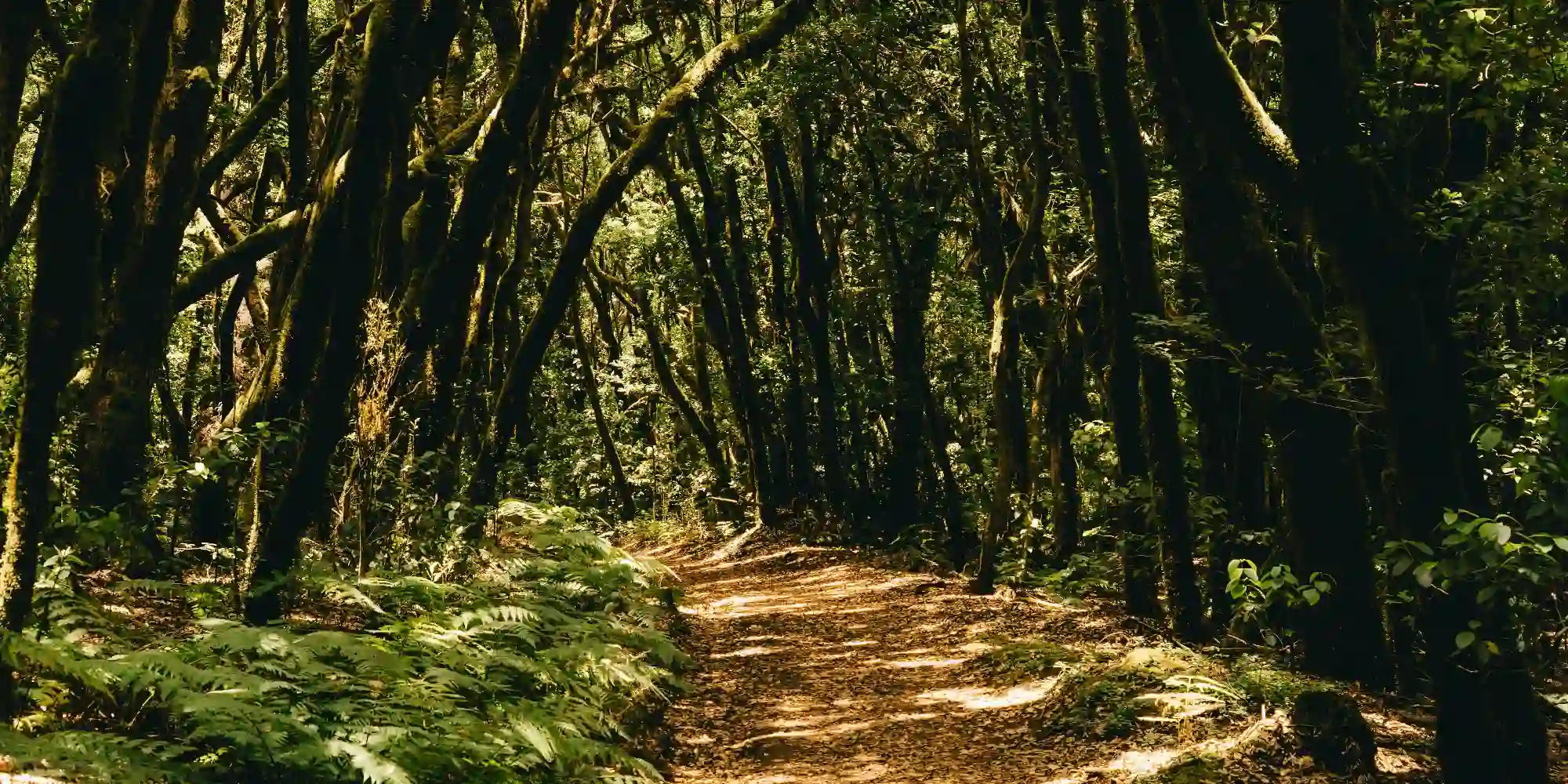 Parque Nacional La Gomera